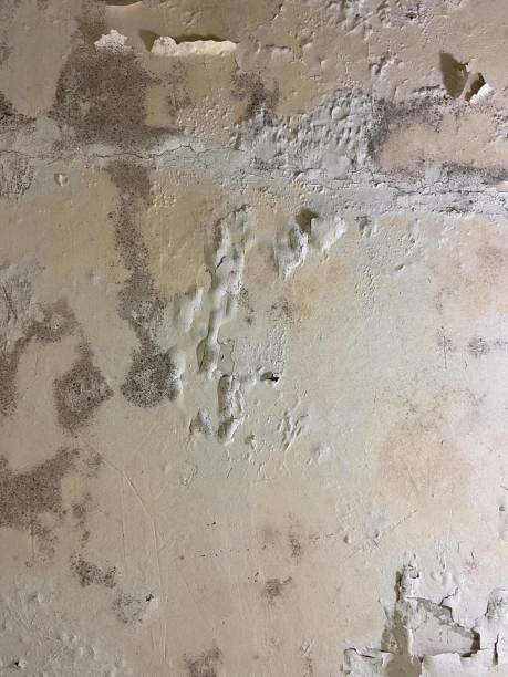 Best Crawl Space Mold Removal  in Guntersville, AL