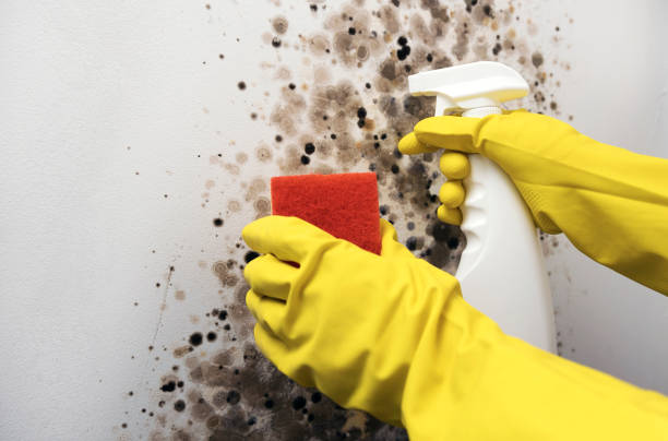 Best Mold Cleaning Services  in Guntersville, AL