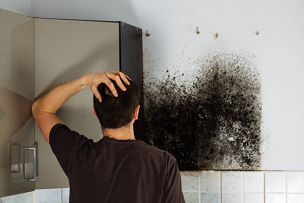Best Mold Removal Company Near Me  in Guntersville, AL