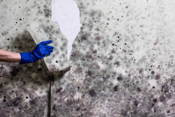 Best Commercial Mold Removal  in Guntersville, AL